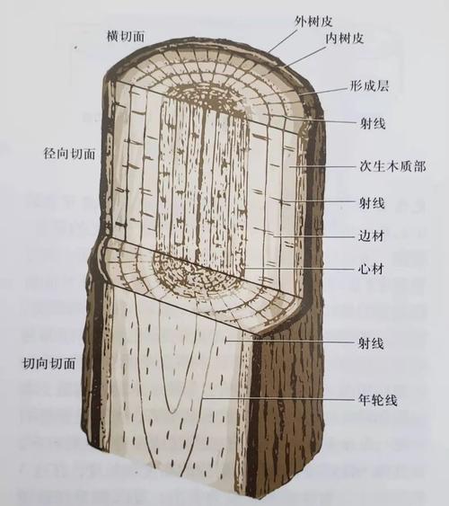 爱绿一起线上课堂丨植物冬态观察