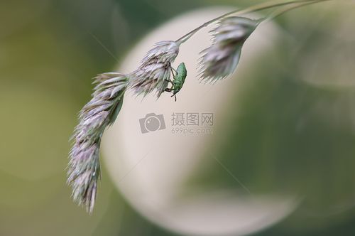 标签: 盛开花朵白色枝干指头枝叶开放枝头上的白色花图片枝头上的白色