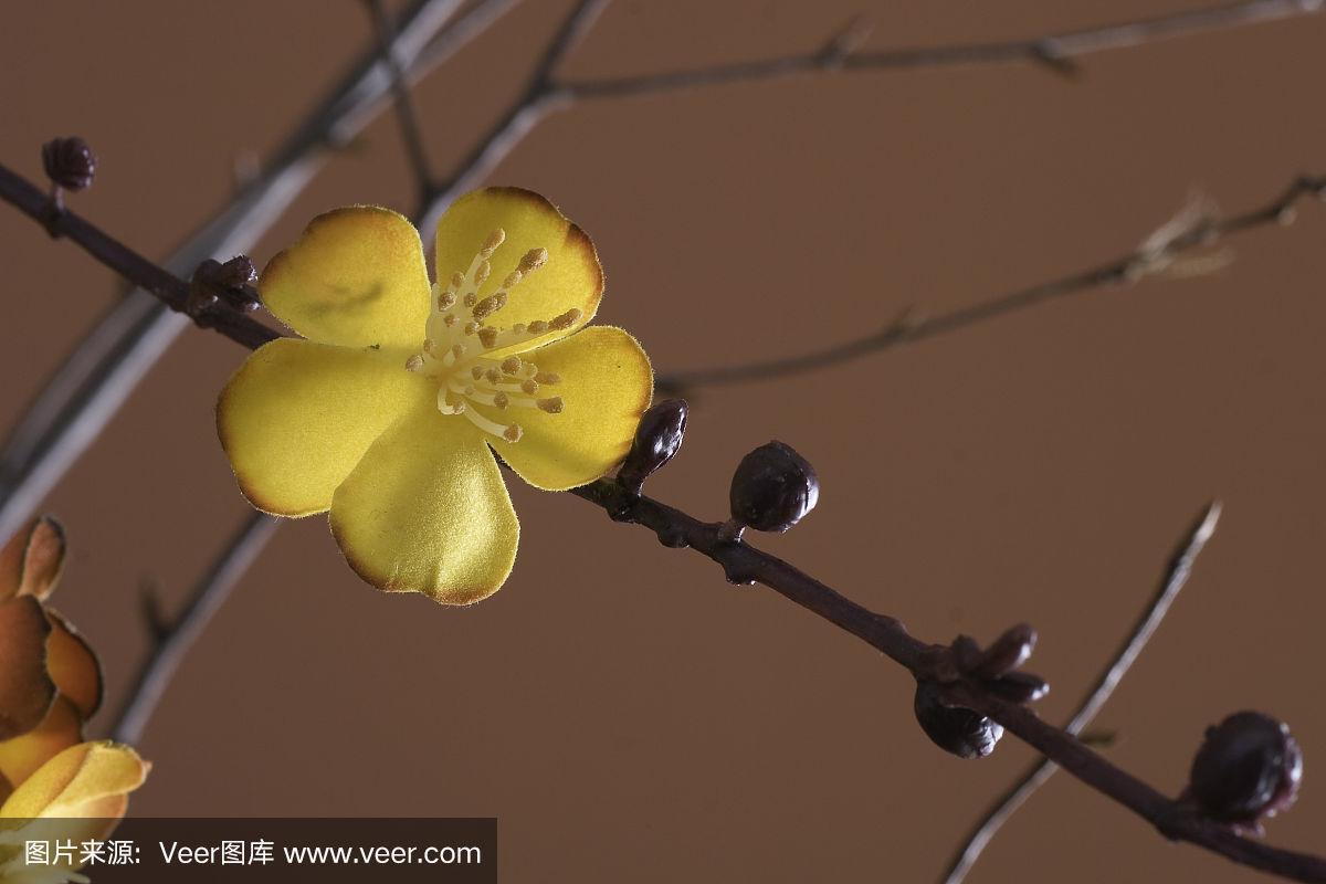 黄花与枝干