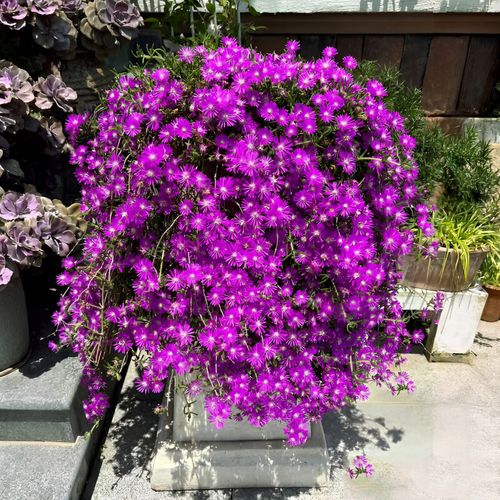 sixsky大型开花紫色枝干番杏垂吊兰植物花卉盆栽带盆室内外装饰绿植