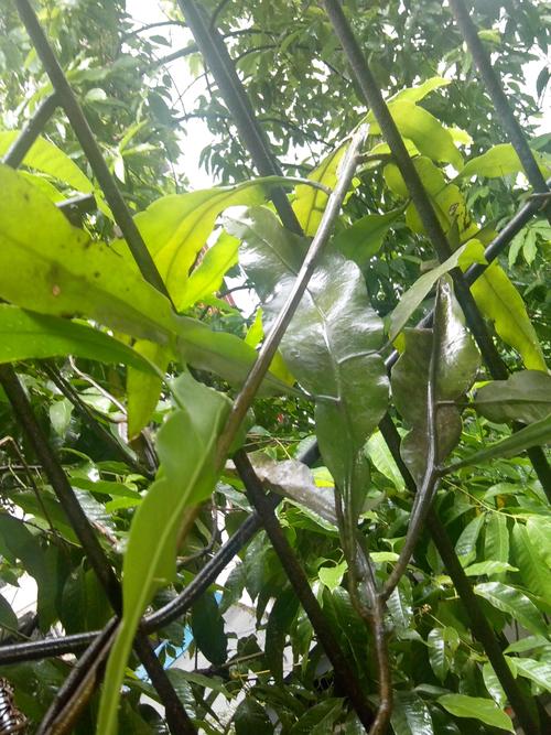 叶很长,常绿,耐旱,枝杆和叶背上均能长出新叶,可扦插,能开花
